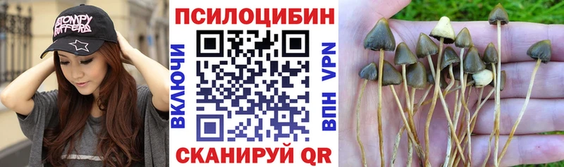 цена наркотик  Фрязино  блэк спрут вход  Галлюциногенные грибы Psilocybe 